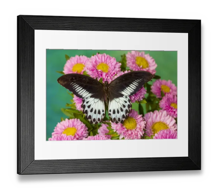 Framed Print : Papilio polymnestor, tropical butterfly on pink flowering mums