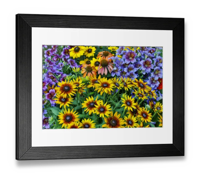 Framed Print : Painted tongue and hirta daisies in tight grouping Framed Print : Painted tongue and hirta daisies in tight grouping