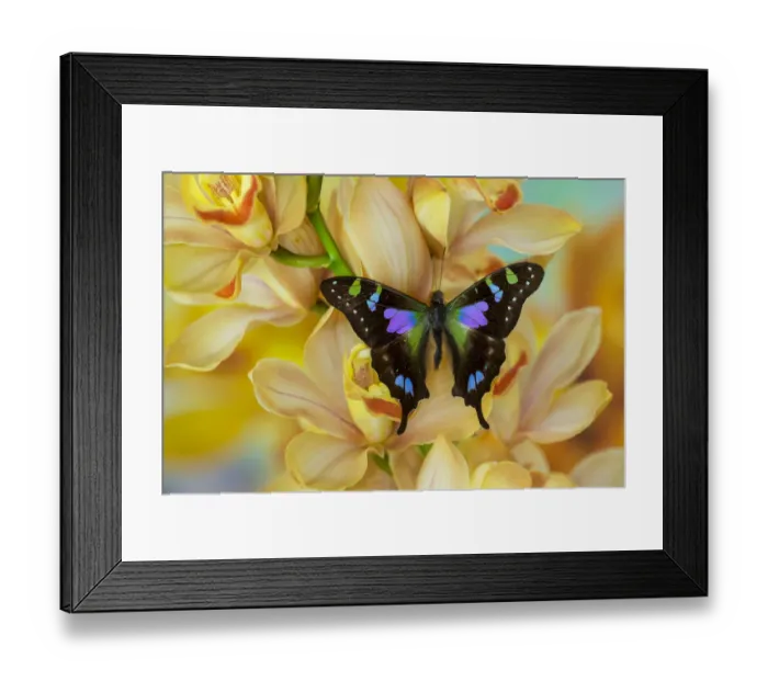 Framed Print : Graphium weiski butterfly on large golden cymbidium orchid Framed Print : Graphium weiski butterfly on large golden cymbidium orchid
