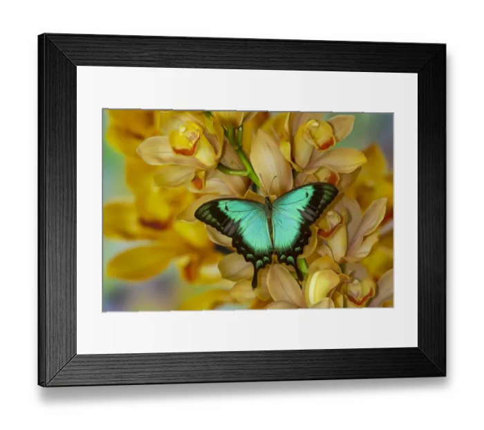 Framed Print : Asian swallowtail, Papilio larquinianus, butterfly on large golden cymbidium orchid