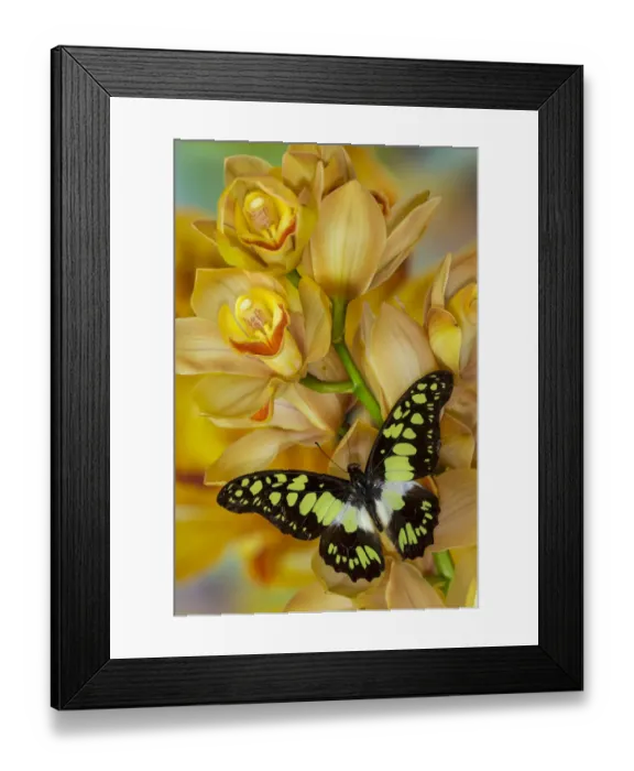Framed Print : Graphium tynderaeus butterfly on large golden cymbidium orchid
