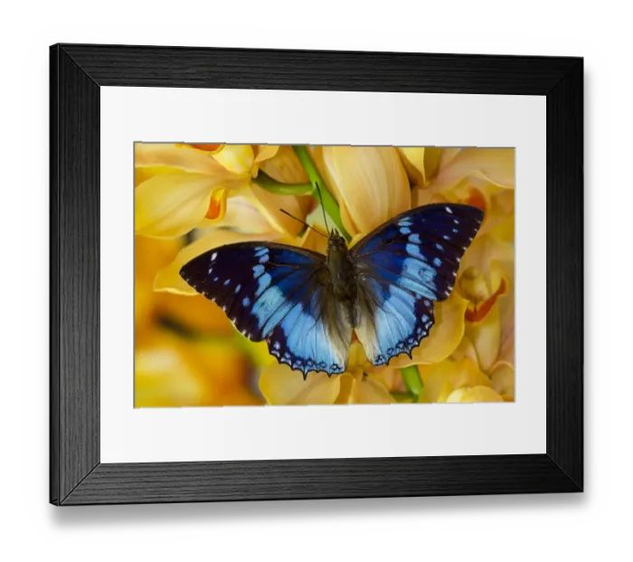 Framed Print : Charaxes smaragdalis butterfly on large golden cymbidium orchid Framed Print : Charaxes smaragdalis butterfly on large golden cymbidium orchid