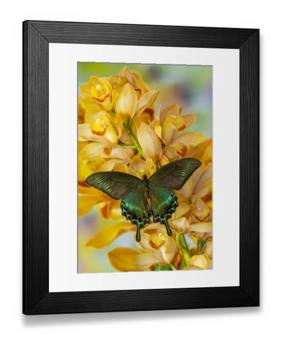 Framed Print : Male Asian swallowtail butterfly, Papilio bianor, on large golden cymbidium orchid