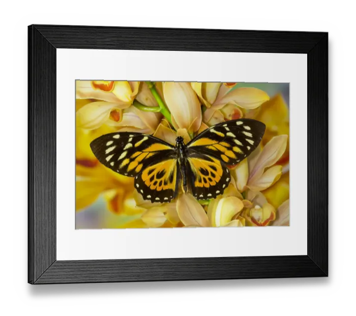 Framed Print : Orange and black butterfly, Papilio zagreuis, on large golden cymbidium orchid Framed Print : Orange and black butterfly, Papilio zagreuis, on large golden cymbidium orchid