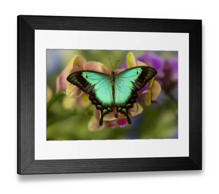 Framed Print : Moth orchid phalaenopsis and tropical butterfly, Papilio larquinianus Framed Print : Moth orchid phalaenopsis and tropical butterfly, Papilio larquinianus