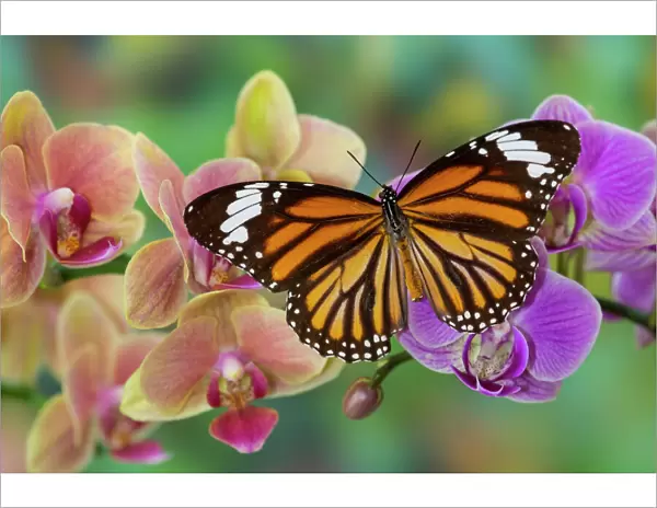 Moth orchid phalaenopsis and monarch butterfly