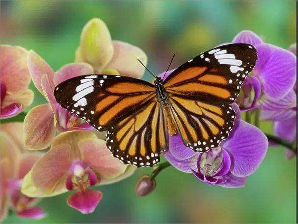 Moth orchid phalaenopsis and monarch butterfly