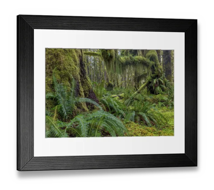 Framed Print : Mossy lush forest along the Maple Glade Trail in the Quinault Rainforest in Olympic National Park Framed Print : Mossy lush forest along the Maple Glade Trail in the Quinault Rainforest in Olympic National Park