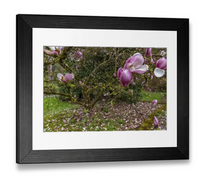 Framed Print : Magnolia tree in spring bloom at the Arboretum in Seattle, Washington State, USA Framed Print : Magnolia tree in spring bloom at the Arboretum in Seattle, Washington State, USA