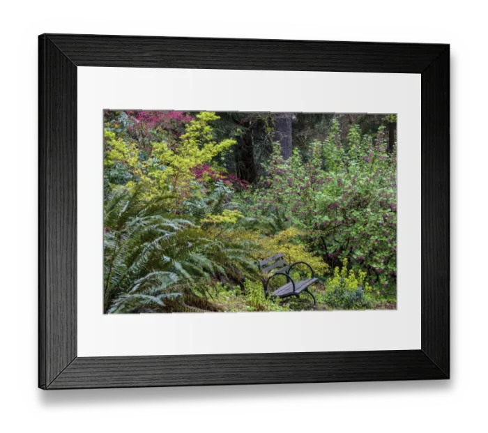 Framed Print : Bench with spring bloom at the Arboretum in Seattle, Washington State, USA Framed Print : Bench with spring bloom at the Arboretum in Seattle, Washington State, USA