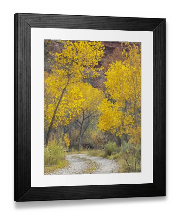 Framed Print : USA, Utah. Dixie National Forest, Golden Fremont Cottonwood trees, along hwy 12 Framed Print : USA, Utah. Dixie National Forest, Golden Fremont Cottonwood trees, along hwy 12