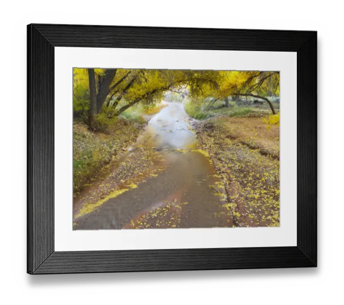 Framed Print : USA, Utah. Capitol Reef National Park, Sulphur Creek with fallen Cottonwood leaves Framed Print : USA, Utah. Capitol Reef National Park, Sulphur Creek with fallen Cottonwood leaves