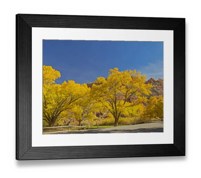 Framed Print : USA, Utah. Capitol Reef National Park, The Castle with Golden Fremont Cottonwood trees Framed Print : USA, Utah. Capitol Reef National Park, The Castle with Golden Fremont Cottonwood trees