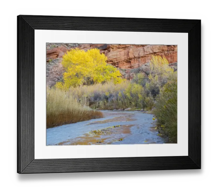 Framed Print : USA, Utah. Capitol Reef National Park, Fremont River and Golden Fremont Cottonwood trees