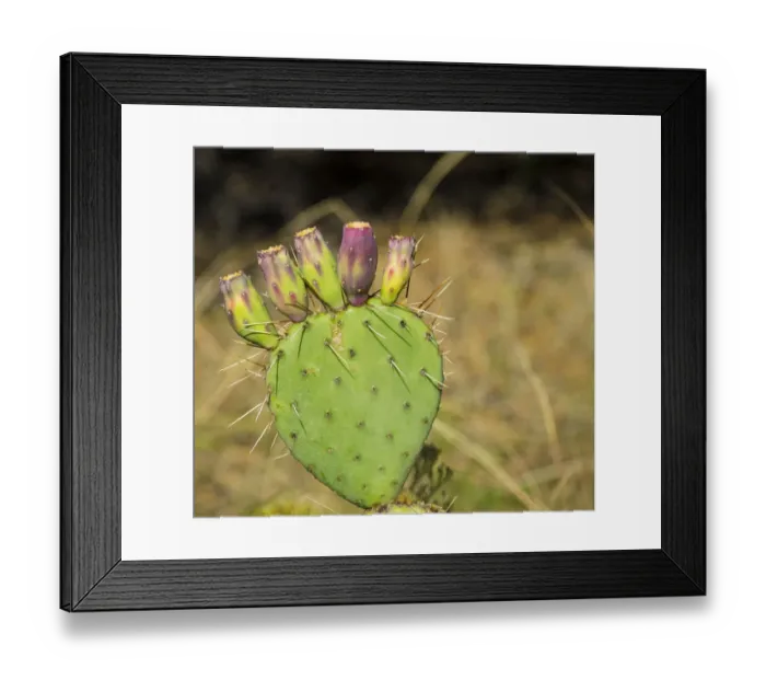 Framed Print : USA, Utah. Zion National Park, Prickly Pear Cactus Framed Print : USA, Utah. Zion National Park, Prickly Pear Cactus