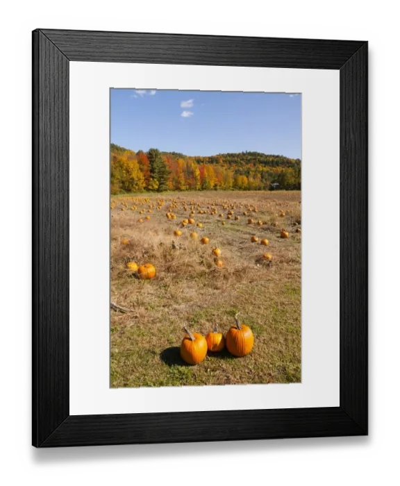 Framed Print : Pumpkin patch and autumn leaves in Vermont countryside, USA