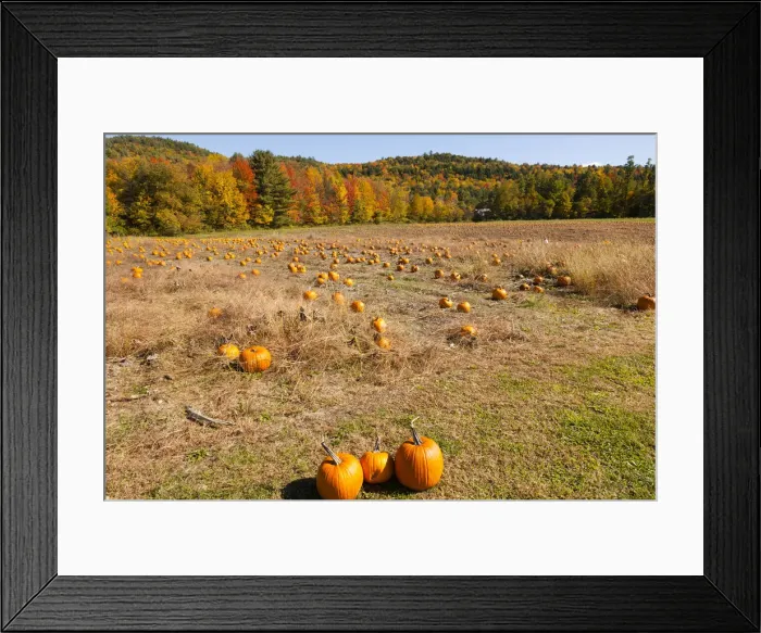Framed Print : Pumpkin patch and autumn leaves in Vermont countryside, USA Framed Print : Pumpkin patch and autumn leaves in Vermont countryside, USA