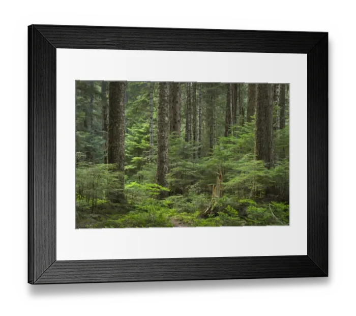 Framed Print : Old growth forest consisting of Silver Fir and Western Hemlock. Chilliwack Valley Framed Print : Old growth forest consisting of Silver Fir and Western Hemlock. Chilliwack Valley