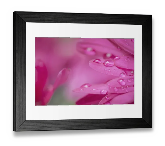 Framed Print : Purple Mum Framed Print : Purple Mum