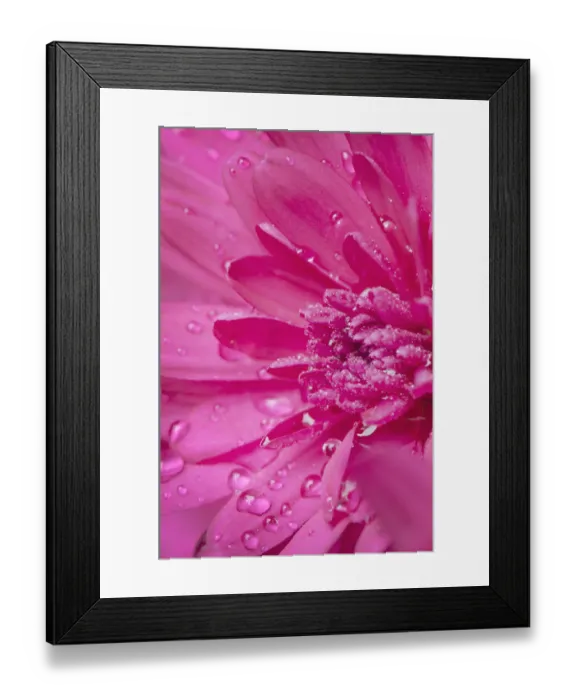Framed Print : Purple Mum Framed Print : Purple Mum
