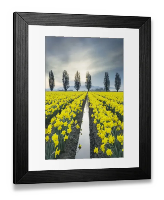 Framed Print : Fields of yellow daffodils in late March, Skagit Valley, Washington State