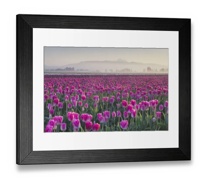 Framed Print : Sunrise over the Skagit Valley Tulip Fields, Washington State
