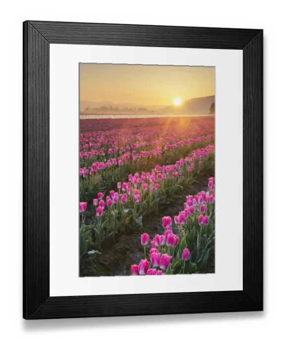 Framed Print : Sunrise over the Skagit Valley Tulip Fields, Washington State Framed Print : Sunrise over the Skagit Valley Tulip Fields, Washington State