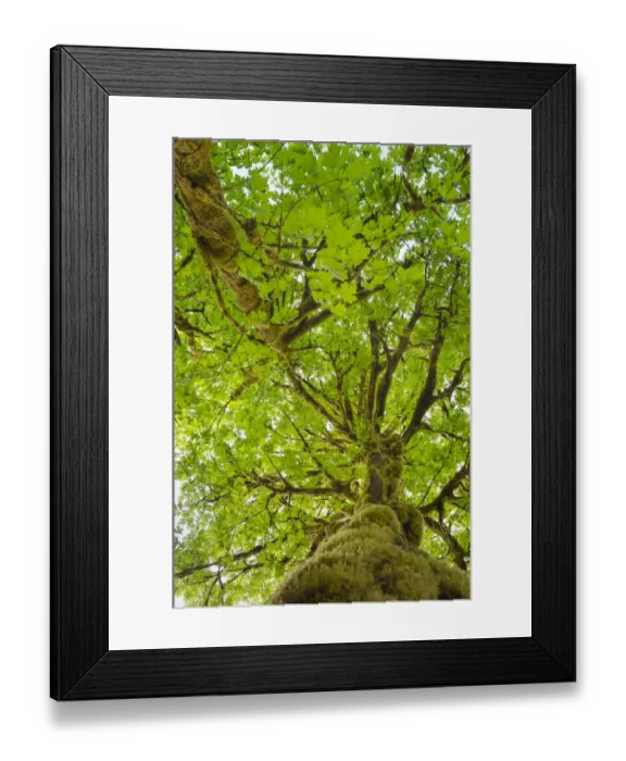 Framed Print : Big-Leaf Maple (Acer macrophyllum) Baker River, North Cascades National Park, Washington Framed Print : Big-Leaf Maple (Acer macrophyllum) Baker River, North Cascades National Park, Washington