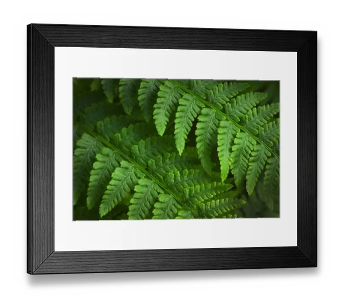 Framed Print : Lady Fern (Athyrium filix-femina) Framed Print : Lady Fern (Athyrium filix-femina)