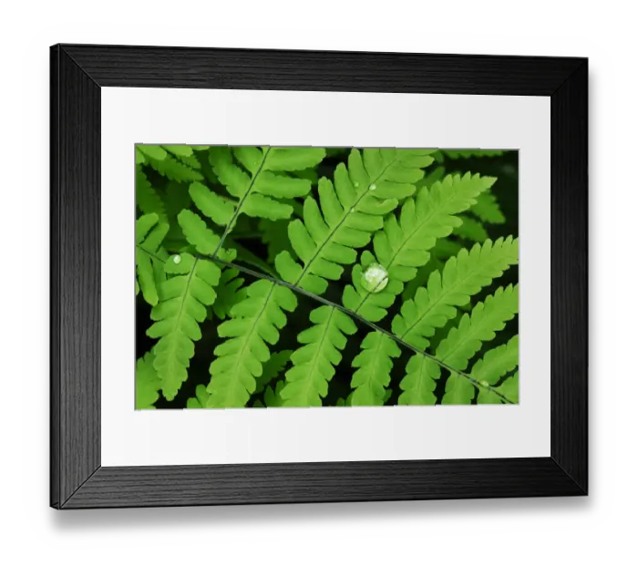 Framed Print : Common Oak Fern, Northern Oak Fern (Gymnocarpium dryopteris) Framed Print : Common Oak Fern, Northern Oak Fern (Gymnocarpium dryopteris)