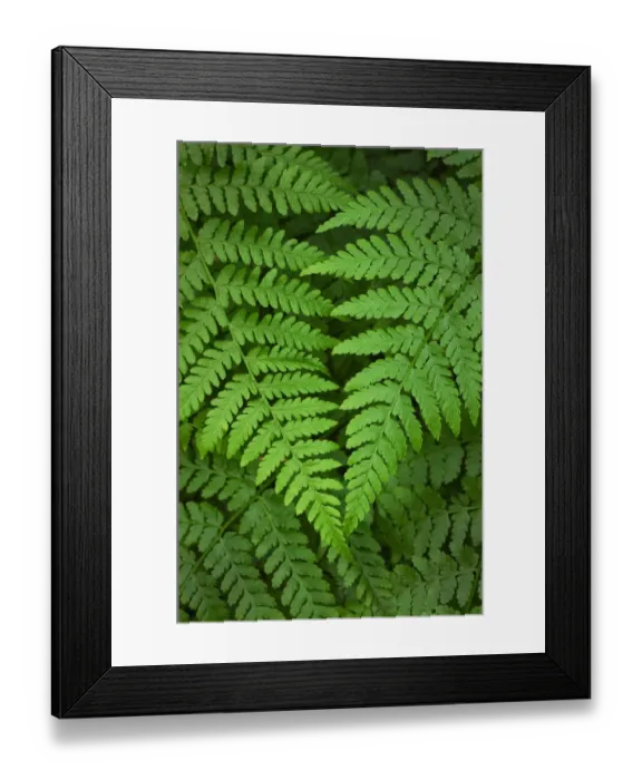 Framed Print : Lady Fern (Athyrium filix-femina) Framed Print : Lady Fern (Athyrium filix-femina)