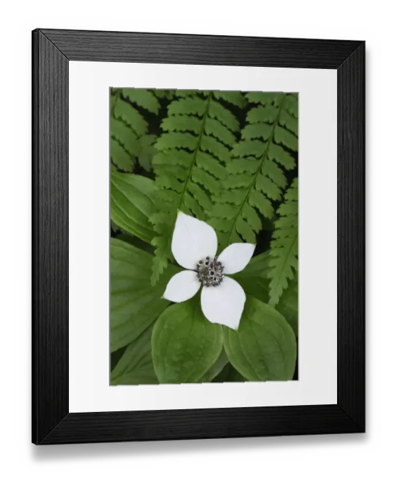 Framed Print : Bunchberry (Cornus canadensis) and Oak Fern (Gymnocarpium dryopteris) Framed Print : Bunchberry (Cornus canadensis) and Oak Fern (Gymnocarpium dryopteris)