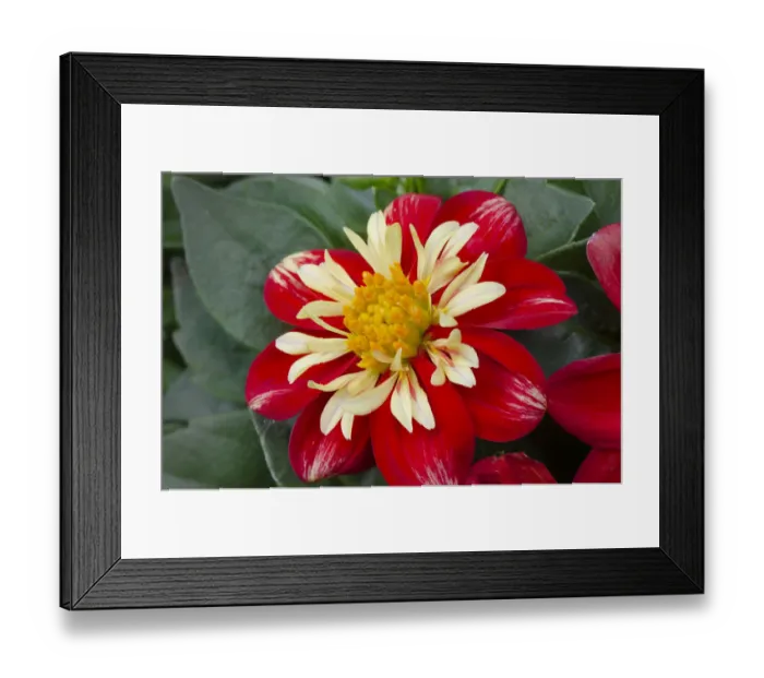 Framed Print : Red and yellow Dahlia blossom