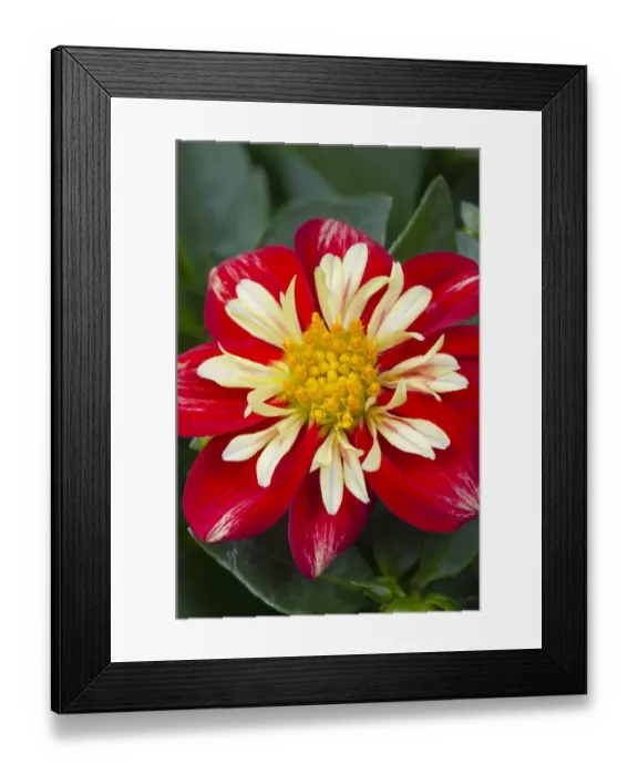 Framed Print : Red and yellow Dahlia blossom Framed Print : Red and yellow Dahlia blossom