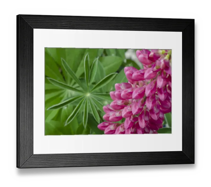 Framed Print : Pink Lupine blossoms Framed Print : Pink Lupine blossoms