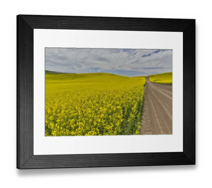 Framed Print : Dirt road through canola Fields in Eastern Washington, Palouse Country