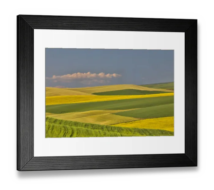 Framed Print : Wheat and canola fields interlaced in Palouse Country of Eastern Washington Framed Print : Wheat and canola fields interlaced in Palouse Country of Eastern Washington