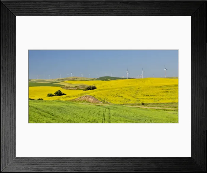 Framed Print : Windmills north of Steptoe with wheat and canola fields in foreground, Eastern Washington