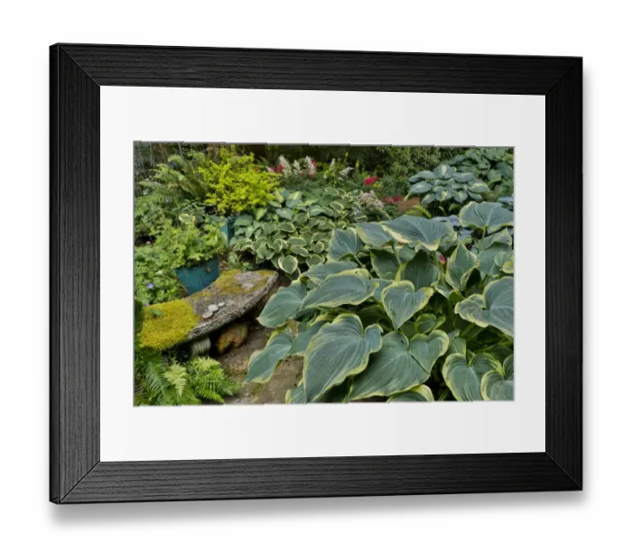 Framed Print : Hosta and bench summer gardening Sammamish, Washington State