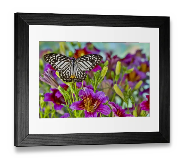 Framed Print : Purple painted tongue flowers and black striped tropical butterfly