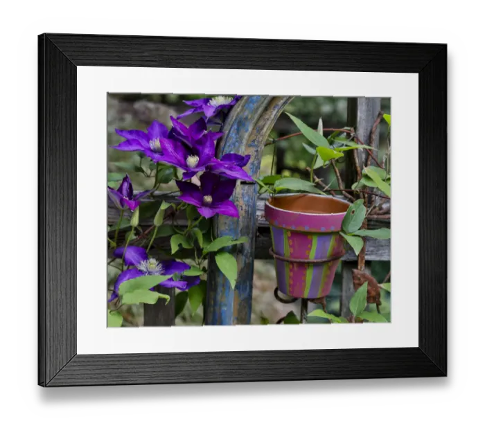 Framed Print : Purple clematis and pot climbing fence, Sammamish, Washington State Framed Print : Purple clematis and pot climbing fence, Sammamish, Washington State