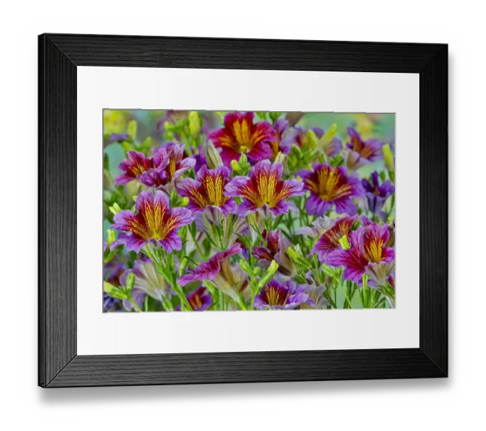 Framed Print : Painted tongue flowers in purple and gold Framed Print : Painted tongue flowers in purple and gold