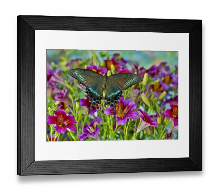 Framed Print : Male Papilio bianor Asian swallowtail butterfly on purple painted tongue flowers Framed Print : Male Papilio bianor Asian swallowtail butterfly on purple painted tongue flowers