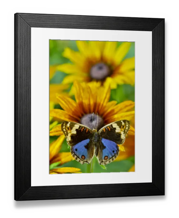 Framed Print : Junonia orithya a small tropical butterfly on golden hirta daisies Framed Print : Junonia orithya a small tropical butterfly on golden hirta daisies