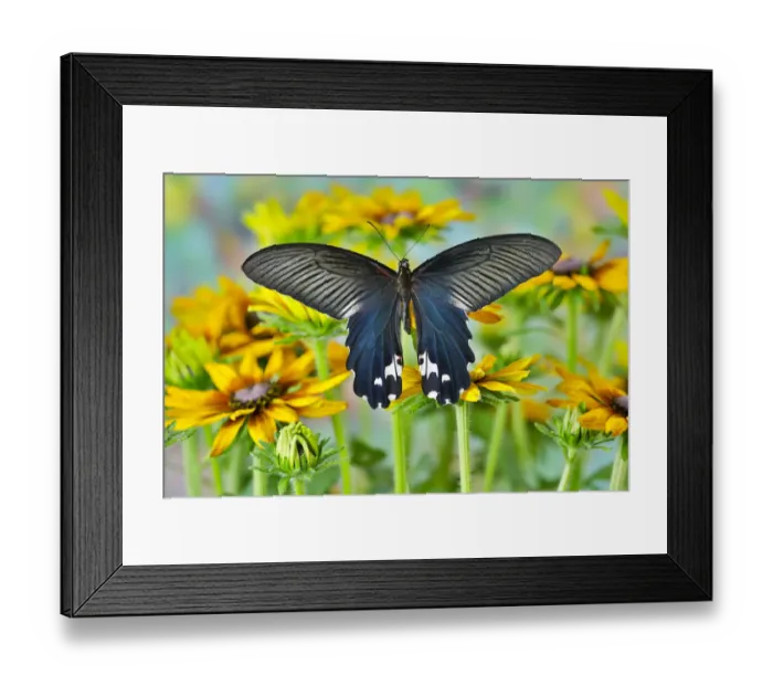Framed Print : Tropical butterfly, Papilio alcemenor f. leucoclis, on hirta daisies Framed Print : Tropical butterfly, Papilio alcemenor f. leucoclis, on hirta daisies