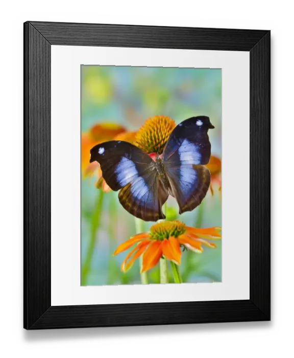 Framed Print : Tropical butterfly, Napocles jucunda, on orange coneflowers Framed Print : Tropical butterfly, Napocles jucunda, on orange coneflowers