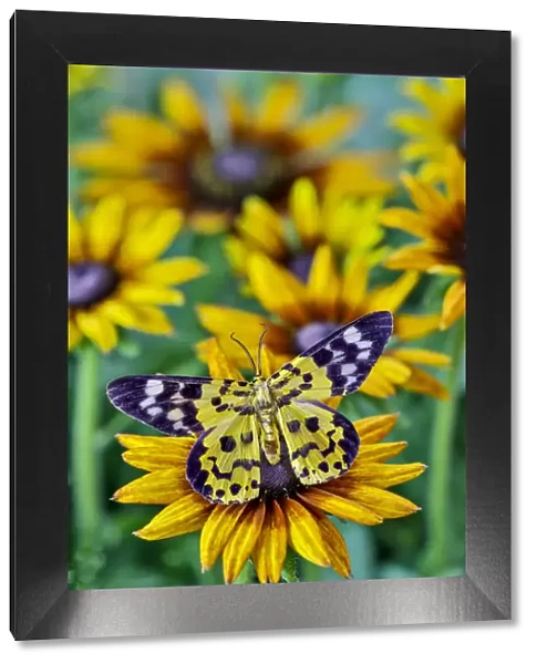 Black and yellow day flying moth on hirta daisies