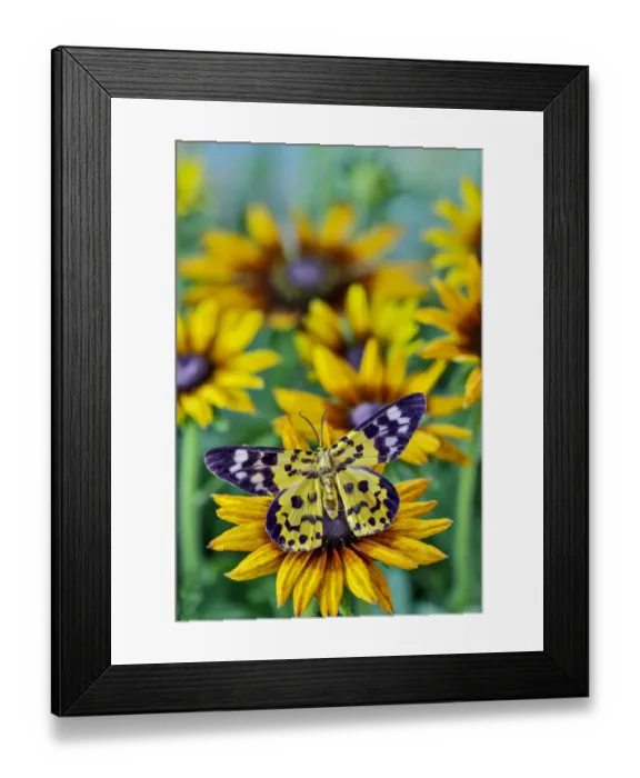 Framed Print : Black and yellow day flying moth on hirta daisies Framed Print : Black and yellow day flying moth on hirta daisies