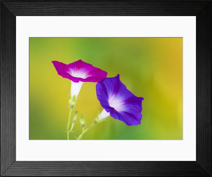 Framed Print : Neon colors of morning glory