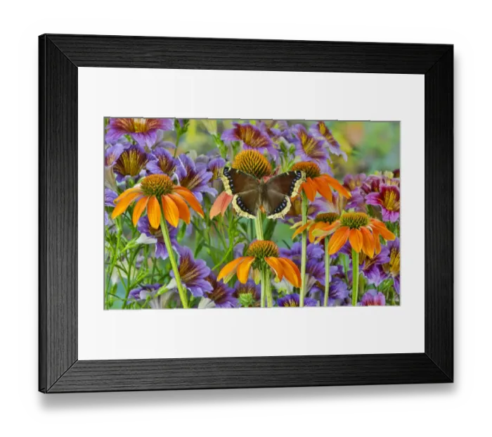 Framed Print : Orange coneflowers and painted tongue with resting mourning cloak butterfly Framed Print : Orange coneflowers and painted tongue with resting mourning cloak butterfly